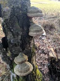Attēlu rezultāti vaicājumam “Piptoporus betulinus”