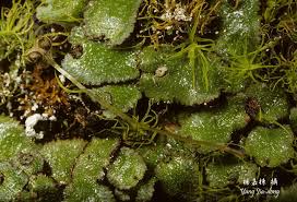 Attēlu rezultāti vaicājumam “Reboulia hemisphaerica”