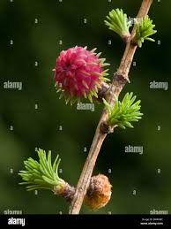 Attēlu rezultāti vaicājumam “Larix decidua flower”