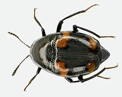 Attēlu rezultāti vaicājumam “Scaphidium quadrimaculatum”