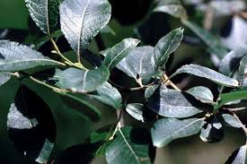 Attēlu rezultāti vaicājumam “Salix caprea leaf”