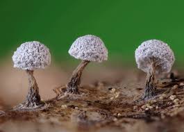 Attēlu rezultāti vaicājumam “Physarum cf. diderma macro”