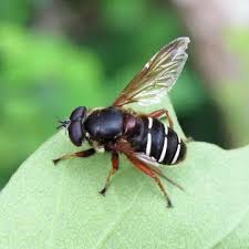 Attēlu rezultāti vaicājumam “Sericomyia lappona”