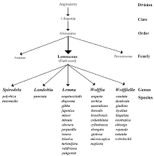 Attēlu rezultāti vaicājumam “Lemnaceae”