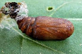 Attēlu rezultāti vaicājumam “Thyatira batis larva”