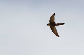 Image result for Apus pacificus