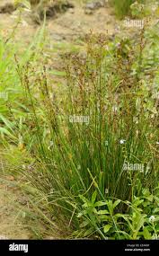 Attēlu rezultāti vaicājumam “Juncus compressus fruit”