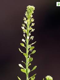 Attēlu rezultāti vaicājumam “Lepidium densiflorum flower”