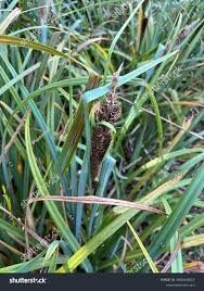 Attēlu rezultāti vaicājumam “Carex acutiformis leaf”