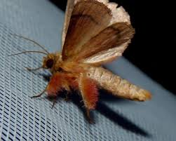 Attēlu rezultāti vaicājumam “Mythimna turca”