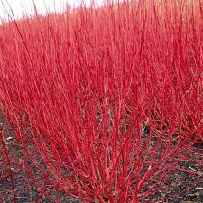 Attēlu rezultāti vaicājumam “Cornus alba”