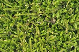 Attēlu rezultāti vaicājumam “Myurella julacea”