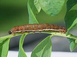 Attēlu rezultāti vaicājumam “Agrochola helvola imago”