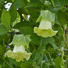 Image result for Glockenrebe