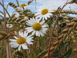 Attēlu rezultāti vaicājumam “Tripleurospermum inodorum”