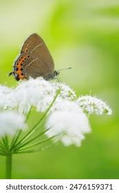 Attēlu rezultāti vaicājumam “Satyrium w-album underside”