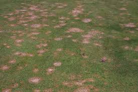 Attēlu rezultāti vaicājumam “Dianema nivale spores”