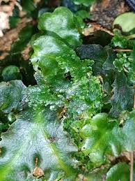 Attēlu rezultāti vaicājumam “Riccardia incurvata”