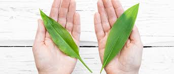 Image result for Bärlauch