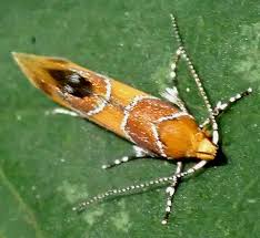 Attēlu rezultāti vaicājumam “Epicallima formosella”