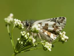 Attēlu rezultāti vaicājumam “Pyrgus alveus underside”
