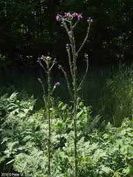 Attēlu rezultāti vaicājumam “Cirsium palustre flower”