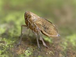 Attēlu rezultāti vaicājumam “Javesella pellucida”