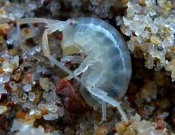 Attēlu rezultāti vaicājumam “Talitrus saltator”