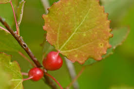 Attēlu rezultāti vaicājumam “Contarinia petioli”