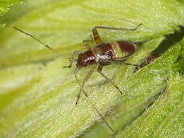 Attēlu rezultāti vaicājumam “Closterotomus biclavatus imago”