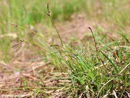 Attēlu rezultāti vaicājumam “Carex ericetorum”