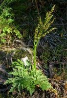 Attēlu rezultāti vaicājumam “Botrychium multifidum”