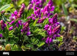 Attēlu rezultāti vaicājumam “Polygalaceae”