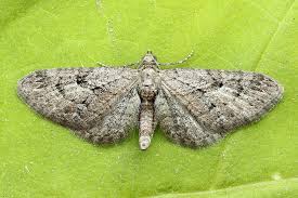 Attēlu rezultāti vaicājumam “Eupithecia pusillata”