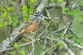 Image result for Emberiza cia