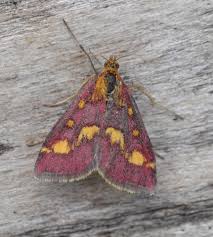 Attēlu rezultāti vaicājumam “Pyrausta purpuralis”