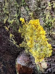 Attēlu rezultāti vaicājumam “Didymium spongiosum var. dictyospora spores”