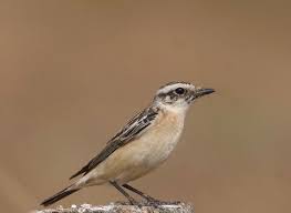 Attēlu rezultāti vaicājumam “Saxicola rubetra adult”