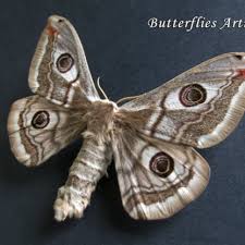 Attēlu rezultāti vaicājumam “Saturnia pavonia female”