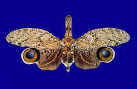 Attēlu rezultāti vaicājumam “Dicyphus nymph”