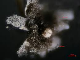 Attēlu rezultāti vaicājumam “Physarum pezizoideum stalked”