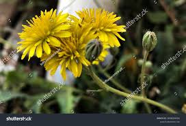 Attēlu rezultāti vaicājumam “Crepis tectorum flower”