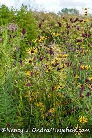 Attēlu rezultāti vaicājumam “Calamagrostis purpurea fruit”