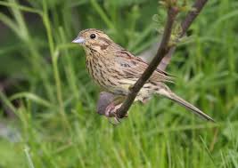 Image result for Emberiza cirlus
