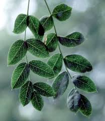 Attēlu rezultāti vaicājumam “Caragana arborescens fruit”