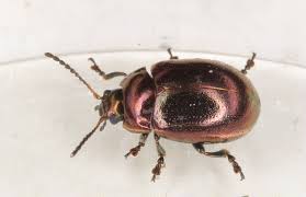 Attēlu rezultāti vaicājumam “Chrysolina staphylaea”