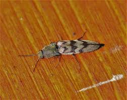 Attēlu rezultāti vaicājumam “Harminius undulatus”