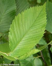 Attēlu rezultāti vaicājumam “Ulmus laevis”