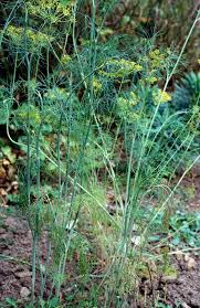 Attēlu rezultāti vaicājumam “Anethum graveolens”