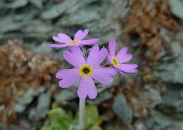 Attēlu rezultāti vaicājumam “Primula farinosa flower”